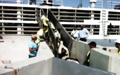 El Puerto consolida las exportaciones de vacuno