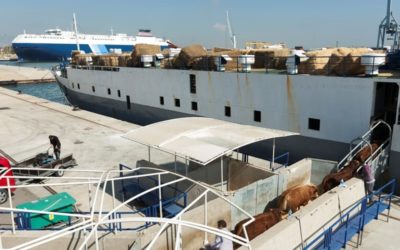El Puerto exporta por primera vez animales vivos a Arabia Saudí