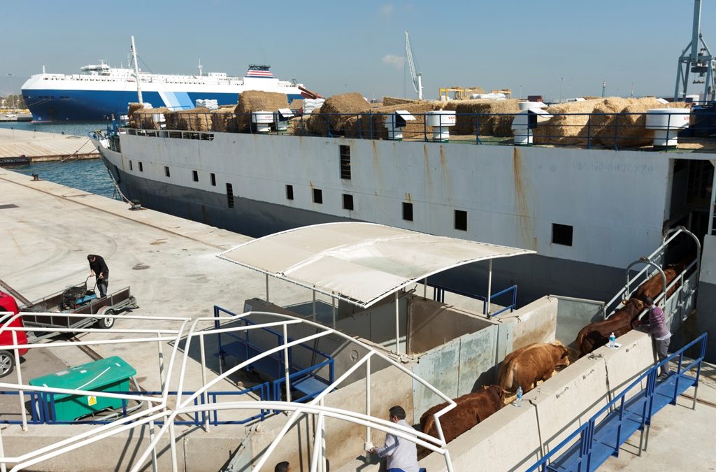Los operadores confían que los nuevos mercados de Jordania y Arabia Saudí hagan crecer el volumen de animales exportados