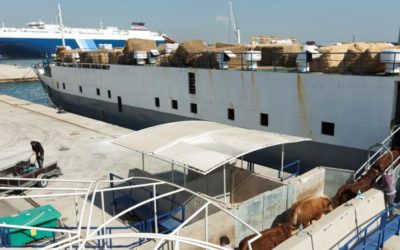 Los operadores confían que los nuevos mercados de Jordania y Arabia Saudí hagan crecer el volumen de animales exportados