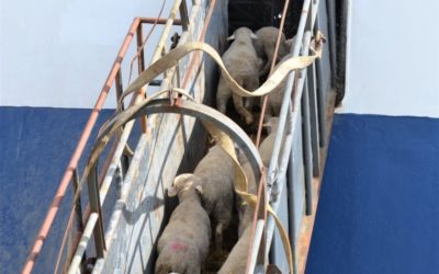 La apertura de tres nuevos mercados triplica la exportación de ganado vivo