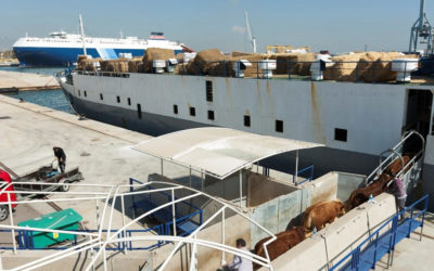 Julio marca una drástica caída en la exportación de ganado vivo tras un semestre con un crecimiento del 81%