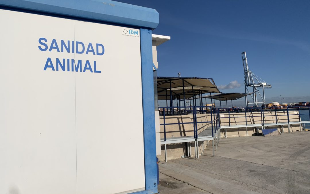 La exportación de ganado vivo aumentó un 22% en 2020