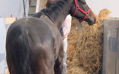 El Port exporta por primera vez caballos de carreras