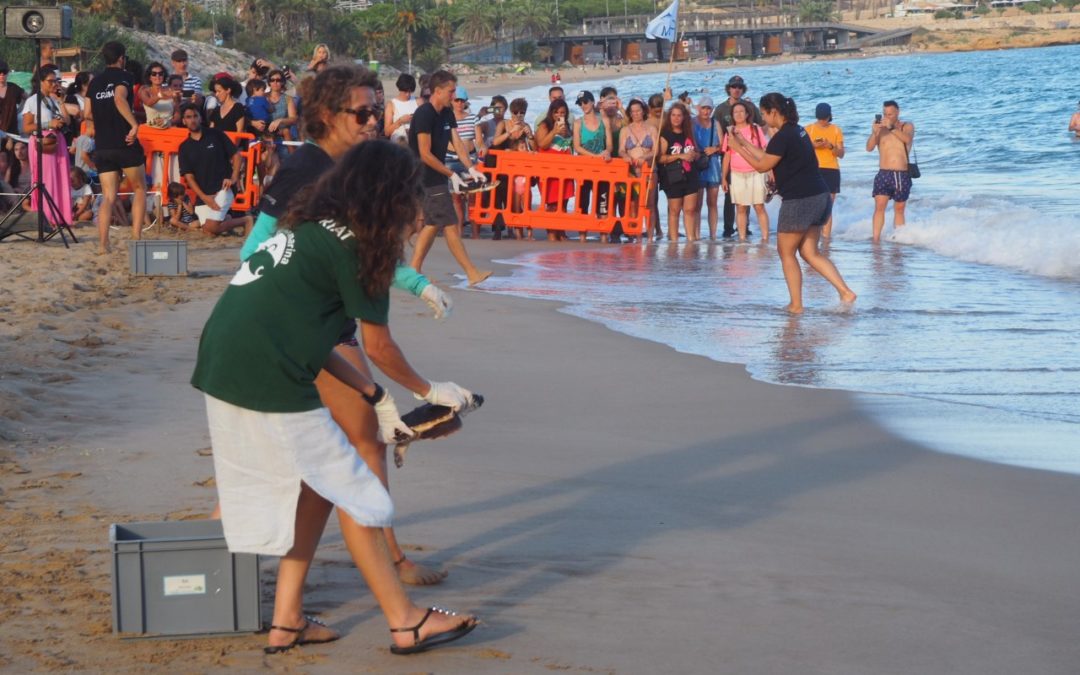 Port Tarragona, colaborador del acto para la liberación de un grupo de tortugas nacidas en la playa del Miracle