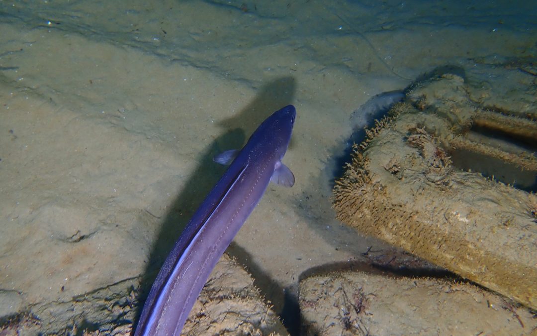 Primeros resultados del proyecto de inmersión de biotopos impulsado por la URV y el Puerto de Tarragona