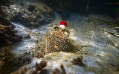 Extraen 200 ánforas de vinos del territorio sumergidas hace un año en aguas del Port Tarragona