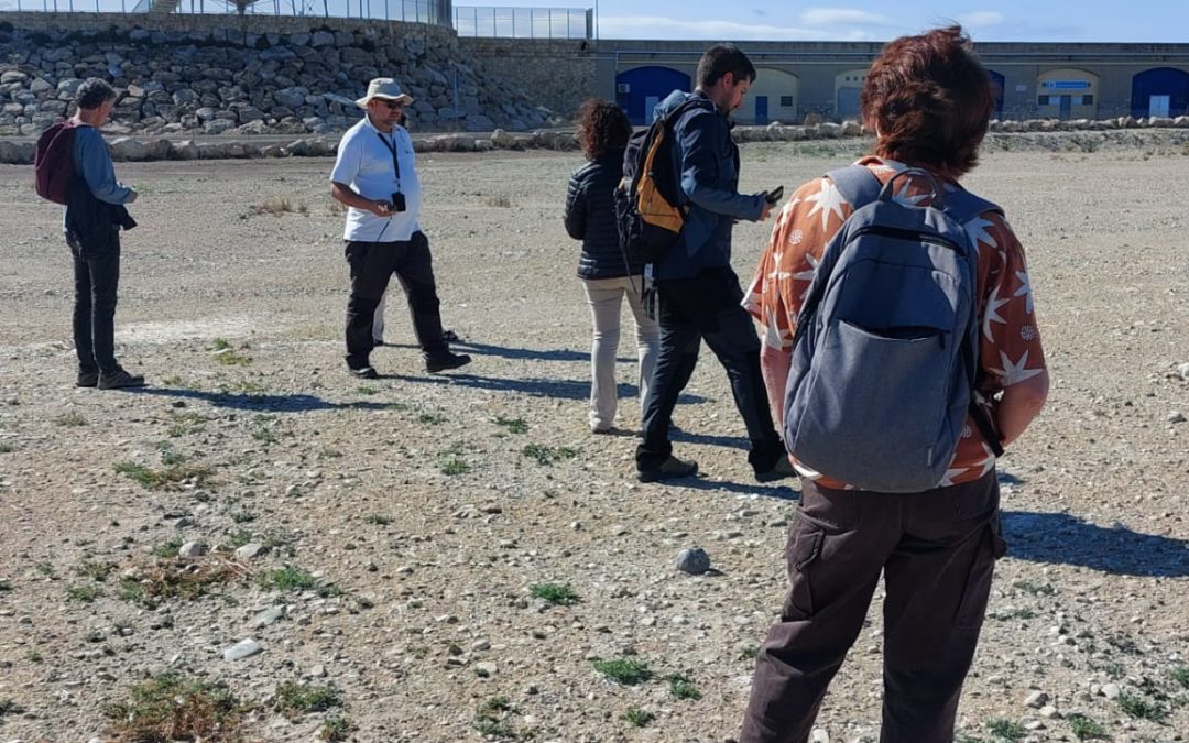Aumenta un 50% la presencia de la gaviota ‘corsa’ en el Port