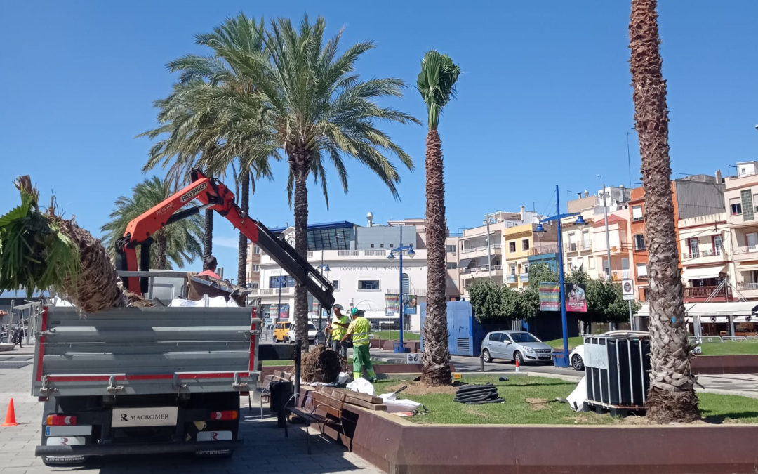 El Port replanta nuevas palmeras a la fachada marítima