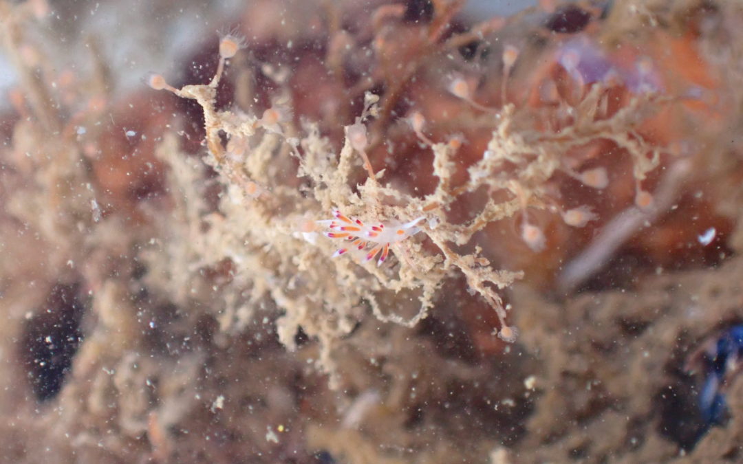 Los biotopos instalados en el Port consiguen afianzarse