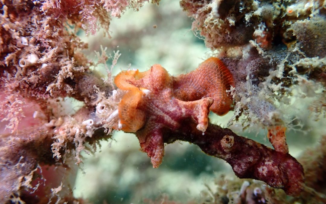 El Port instala arrecifes artificiales para recuperar la biodiversidad marina de las aguas portuarias